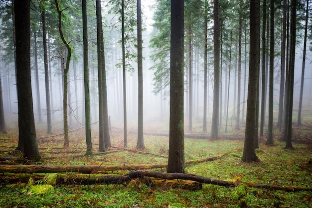 Niebla misteriosa en el bosque verde con pinos