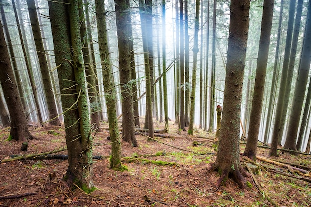 Niebla misteriosa en el bosque verde con pinos