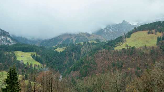 Niebla en la montaña, bosque de pino occidental en otoño