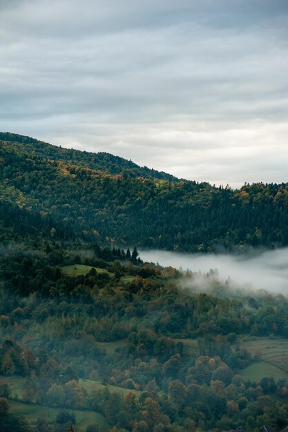 Niebla y nubes en el bosque de montaña