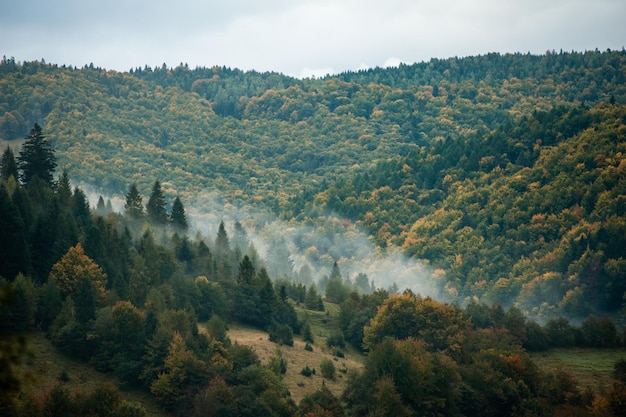 Niebla y nubes en el bosque de montaña