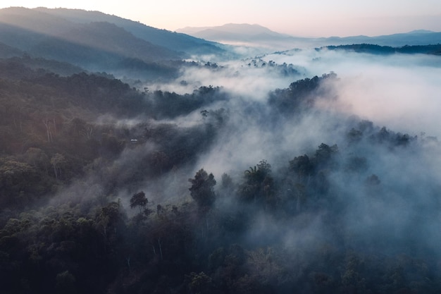 Niebla y nubes de la mañana en el bosque de la colina