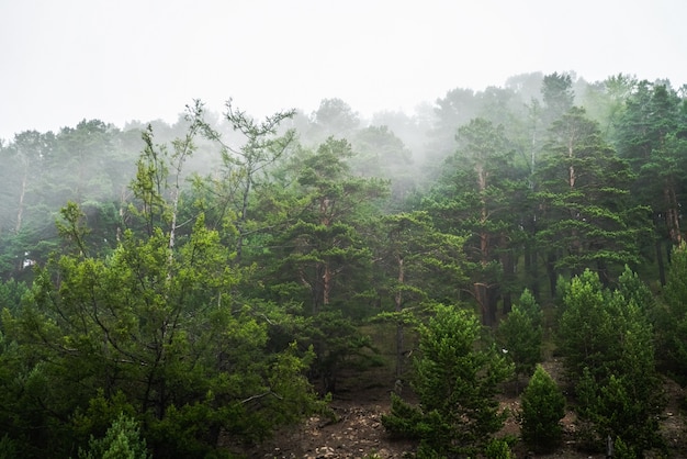 La niebla o las nubes bajas se arrastran por las copas del bosque de coníferas