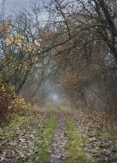 Niebla otoñal matutina en un sendero forestal un túnel de árboles viejos la niebla otoñal es misteriosa y mística