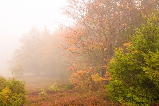 Niebla otoñal en las montañas. Bosque misterioso.