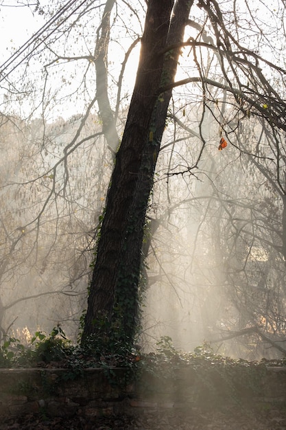 Niebla de otoño en un bosque místico de ensueño