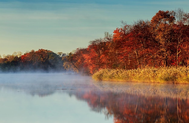 Niebla de otoño río hojas amarillas Niebla sobre el río en el bosque en otoño