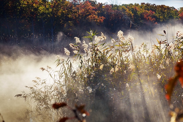 Niebla de otoño en un río de niebla de otoño de la selva