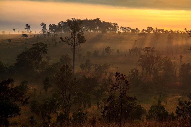 Niebla del paisaje en el amanecer de la mañana en el Parque Nacional Thung Salang Luang PhetchabunTung slang luang