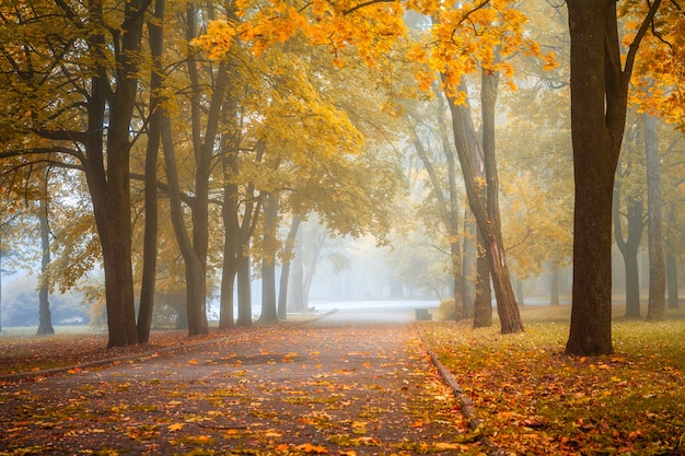 Niebla pequeña está en otoño en un parque central