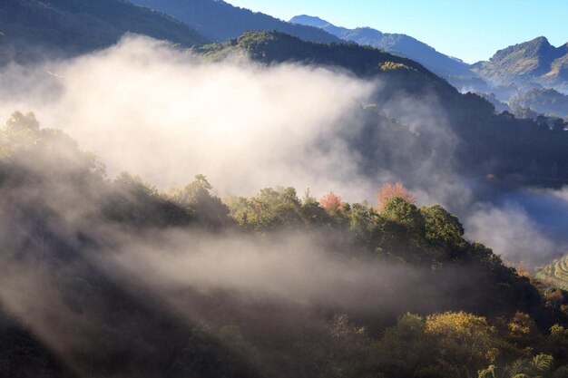 Niebla en la plantación de té en Doi Ang Khang Chiang Mai Tailandia