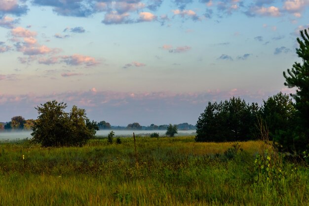 Niebla en un prado por la mañana en verano