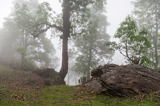 Niebla profunda