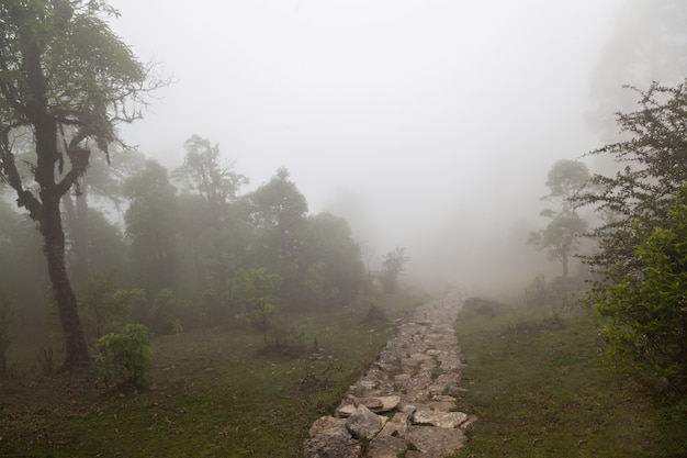 Foto niebla profunda