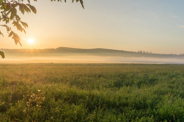 Niebla sobre un campo al amanecer en el verano