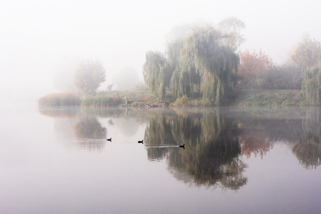 niebla sobre el lago con reflejo en el agua