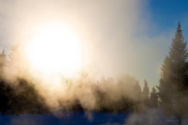 Niebla de la tarde en el bosque