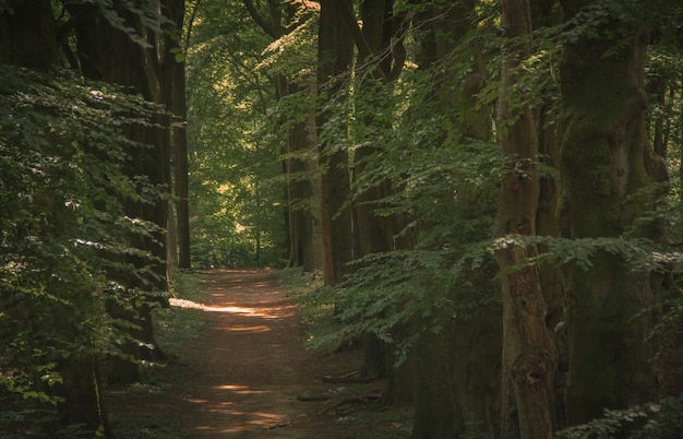 Niederländische Natur in Amsterdam, Niederlande