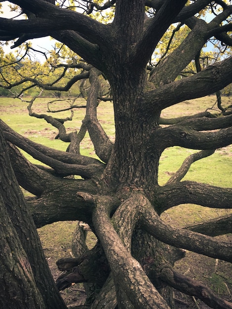 Niederländische Natur