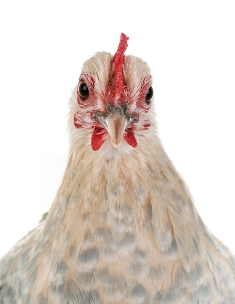 Niederländischer Booted Bantam