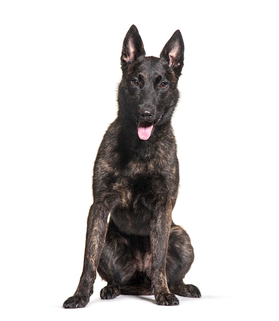 Niederländischer Schäferhund sitzt und seufzt auf weißem Hintergrund