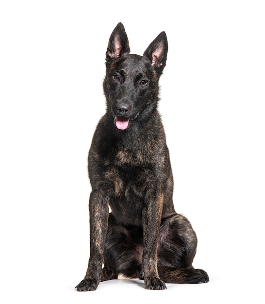 Niederländischer Schäferhund sitzt und seufzt auf weißem Hintergrund