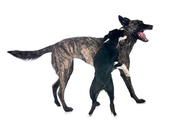 Niederländischer Schäferhund und Border Collie-Wurf