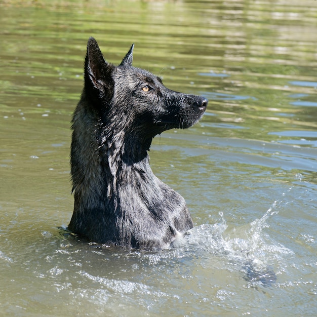 niederländischer Schäferhund