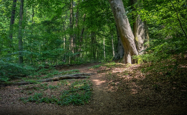 Niederländischer Sommer