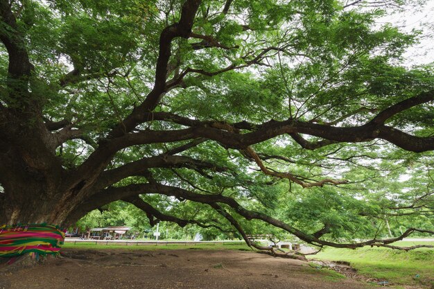 Niederlassung des riesigen monky Hülsen-Baums in Kanchanaburi, Thailand