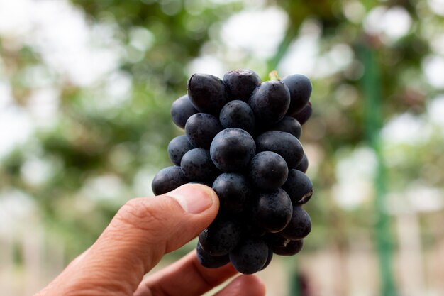 Niederlassung von blauen Trauben auf Rebe im Weinberg