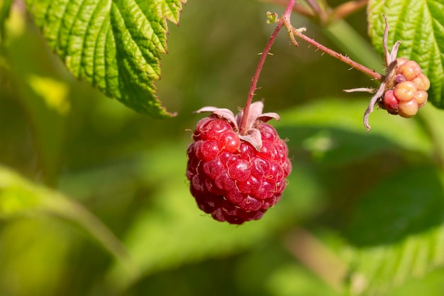 Foto niederlassung von reifen himbeeren in einem garten