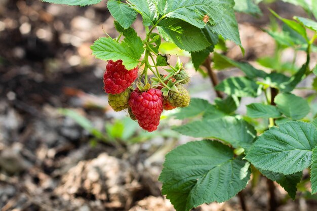 Niederlassung von reifen Himbeeren in einem Garten