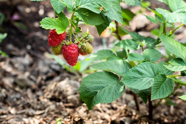 Niederlassung von reifen Himbeeren in einem Garten