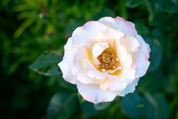 Niederlassung von süßen orange gelben Rosen im Garten