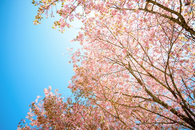 Niederlassungen von rosa und weißen Kirschblüten auf klarem blauem Himmel