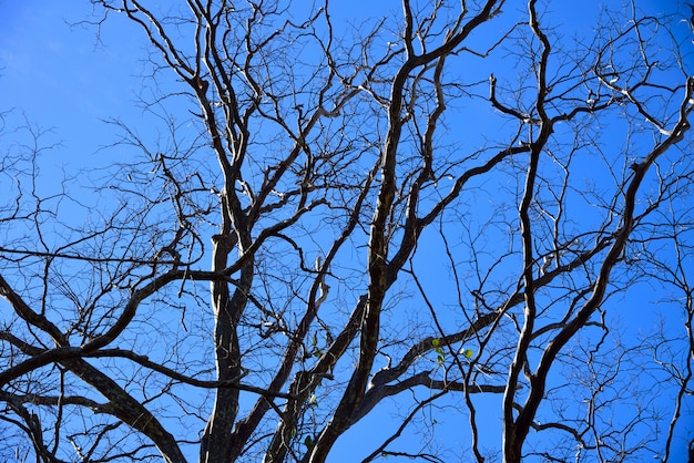 Niederlassungstod auf Hintergrund des blauen Himmels