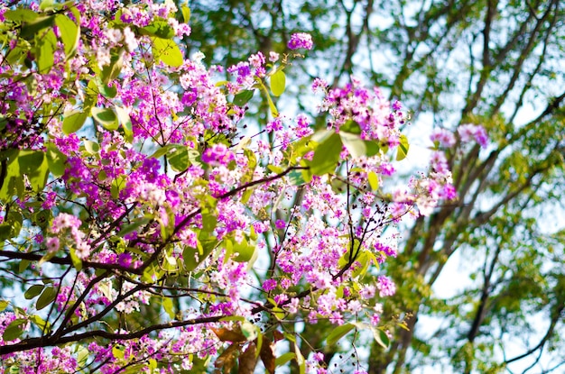 Foto niederwinkelansicht auf rosa kirschblüten im frühling