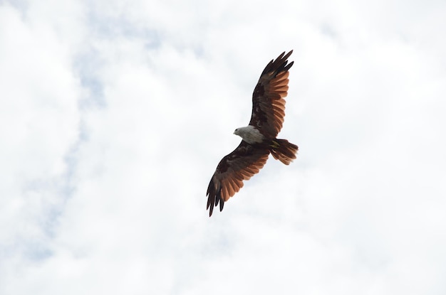 Niederwinkelansicht eines Adlers, der gegen einen bewölkten Himmel fliegt