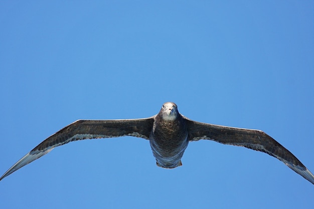 Foto niederwinkelansicht eines adlers, der gegen einen klaren blauen himmel fliegt
