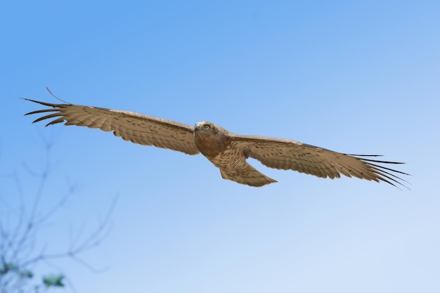 Foto niederwinkelansicht eines adlers, der gegen einen klaren blauen himmel fliegt