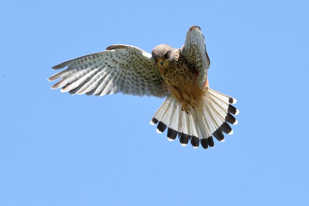 Foto niederwinkelansicht eines adlers, der gegen einen klaren blauen himmel fliegt