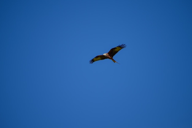 Foto niederwinkelansicht eines adlers, der gegen einen klaren blauen himmel fliegt