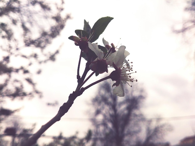 Foto niederwinkelansicht von kirschblüten, die im freien blühen