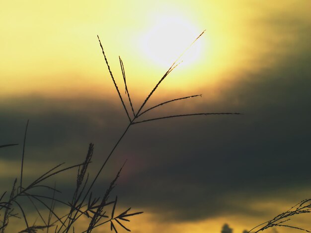 Foto niederwinkelansicht von pflanzen gegen den himmel bei sonnenuntergang