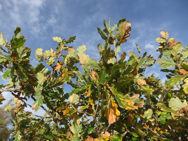 Foto niederwinkelansicht von pflanzen gegen den himmel