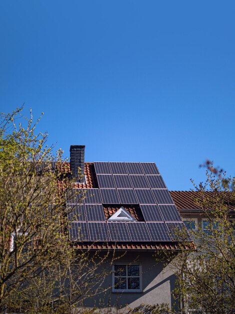 Niederwinkelansicht von Pflanzen vor blauem Himmel