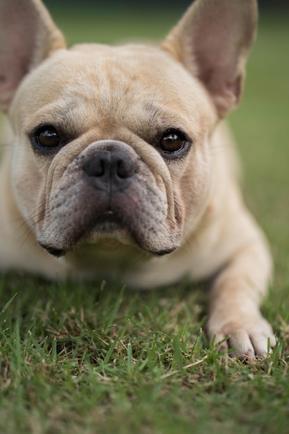 Niedlich aussehende französische Bulldogge