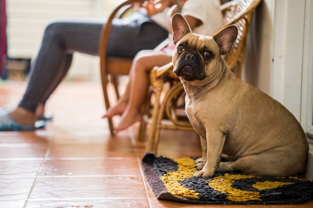 Niedlich aussehende französische Bulldogge