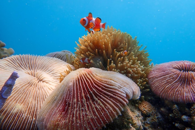 Niedliche Anemonenfische spielen auf dem Korallenriff. Wunderschöne farbige Clownfische auf Korallenriffen
